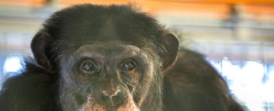Chimpansee Yimmy