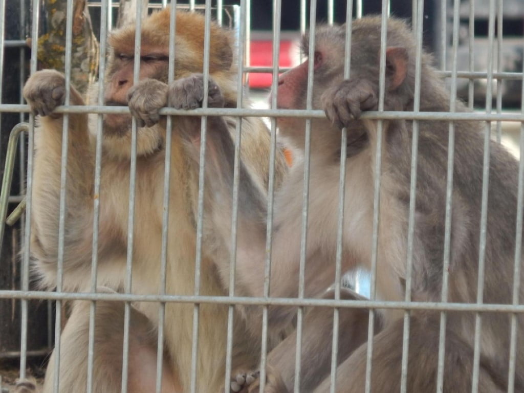 Zwei Affen sitzen hinter dem Gitter ihres Käfigs und starren nach draußen.