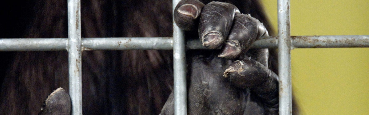 Auf dem Bild sieht man die Hand eines Schimpansen der durch Gitterstäbe greift.