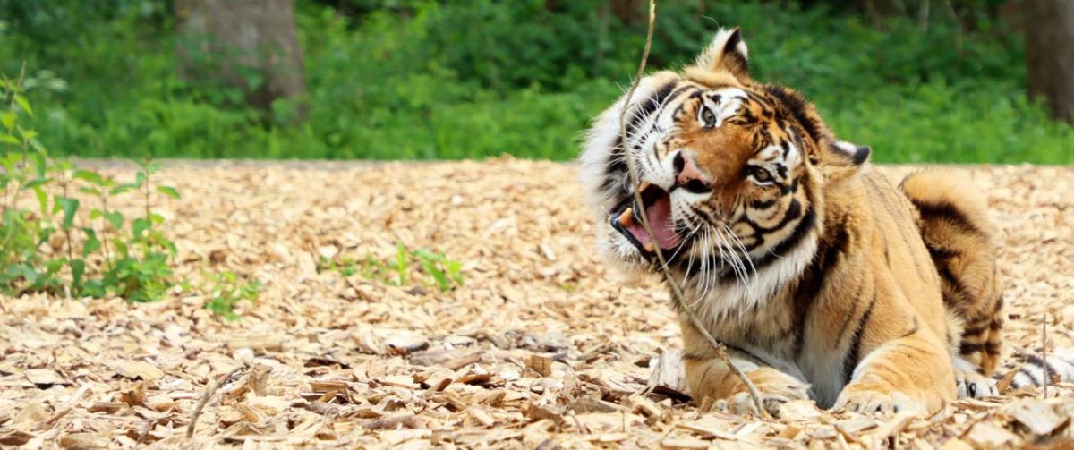 2018 konnte Tiger Keni aus einem spanischen Zirkus gerettet werden.
