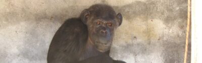 Das Bild zeigt Schimpanse Linda, die vor einer steinerner Wand kauert. Linda wurde kurz nach der Aufnahme gerettet.