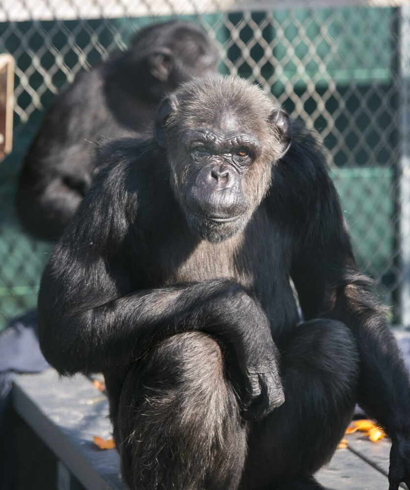 Auf dem Bild sieht man den Affen Linda, die sich in einem Gehege bei AAP befindet. Im Hintergrund sieht man einen weiteren Schimpansen.