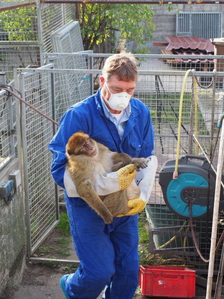 AAP Tierpfleger trägt geretteten Berberaffen – Einsatz für Tierschutz und gegen illegale Haltung