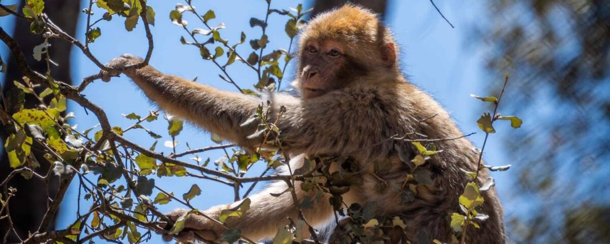 Berberaffe klettert in einem Baum – Symbolbild für bedrohte Tierarten und Wildtierrettung in Europa