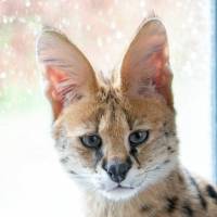 Serval mit großen Ohren blickt in die Kamera – gerettet aus privater Wildtierhaltung