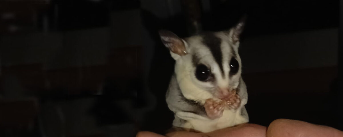 Sugar Glider Nía wurde aus ungeeigneter Haltung gerettet und erhält nun artgerechte Betreuung.