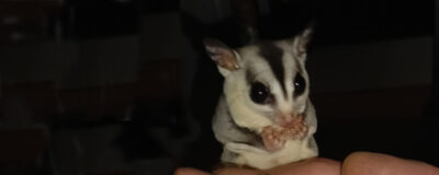 Sugar Glider Nía wurde aus ungeeigneter Haltung gerettet und erhält nun artgerechte Betreuung.