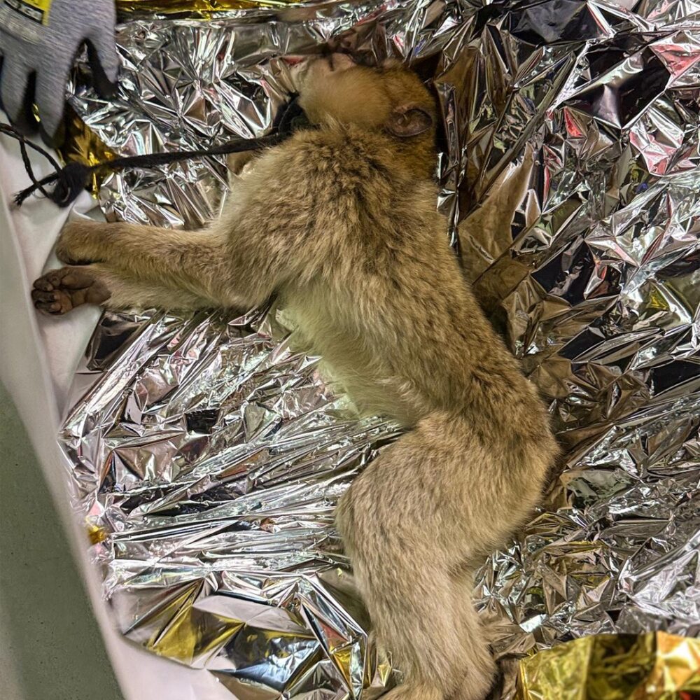 Ein Berberaffe liegt auf einer silbernen Rettungsdecke