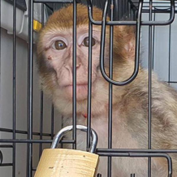 Berberaffe Chitto in einem engen Transportkäfig