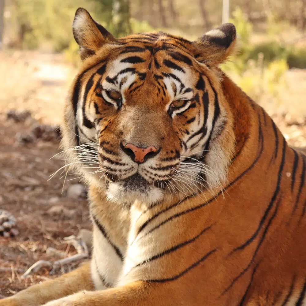 Tigerin Diva bei AAP.