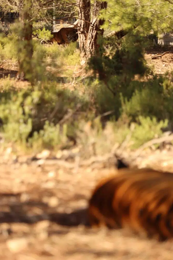 Schaut genau hin: Tonga ist ganz hinten zu sehen, Diva (verschwommen) unten im Bild. Die Tiger haben sich anfangs gegenseitig ihren Freiraum gelassen.