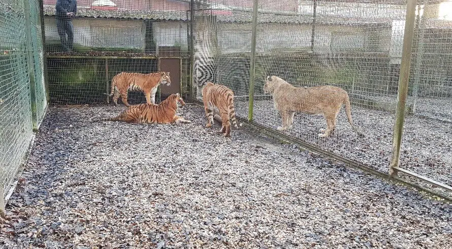 Diva zusammen mit ihren Schwestern in dem Gehege, in dem sie lebten.