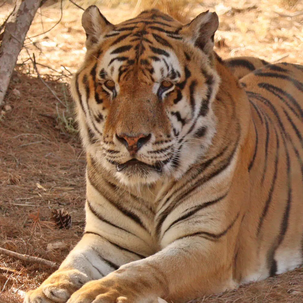 Tiger Tonga bei AAP.