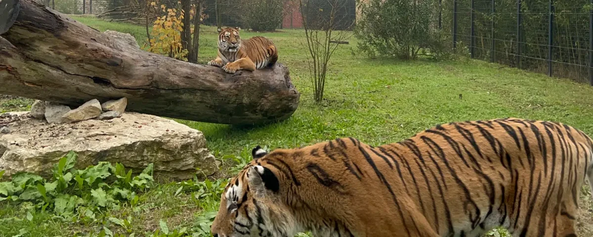 Das Bild zeigt die Tiger Diva und Tonga in ihrem neuen Zuhause.