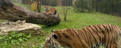 Das Bild zeigt die Tiger Diva und Tonga in ihrem neuen Zuhause.