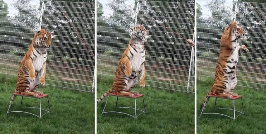 Tiger Tonga steht auf seinen Hinterbeinen