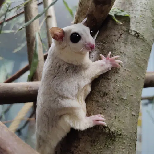 Ein Sugarglider auf einem Ast.