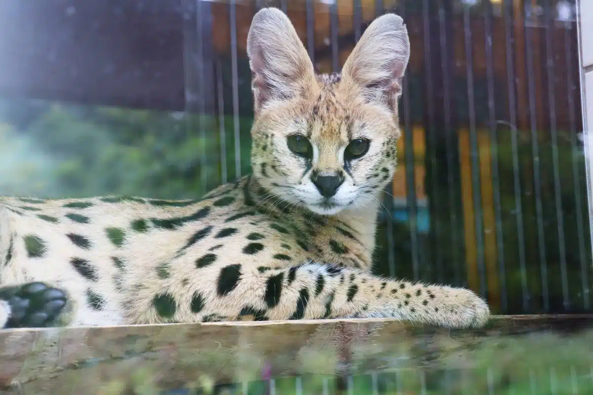 Ein Serval in seinem Gehege.
